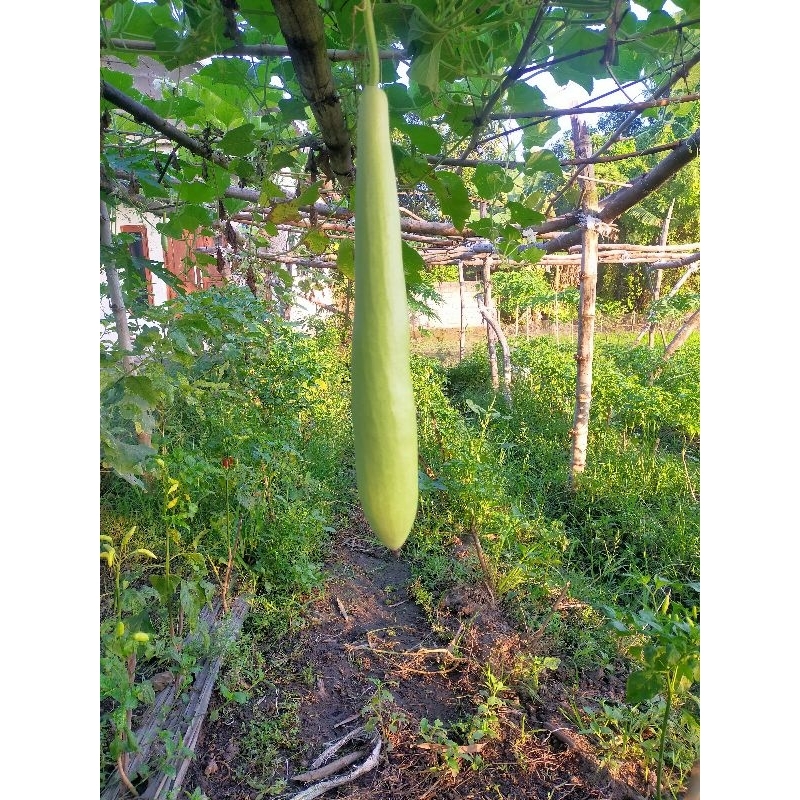 

Labu Sayur Hijau 1 Buah