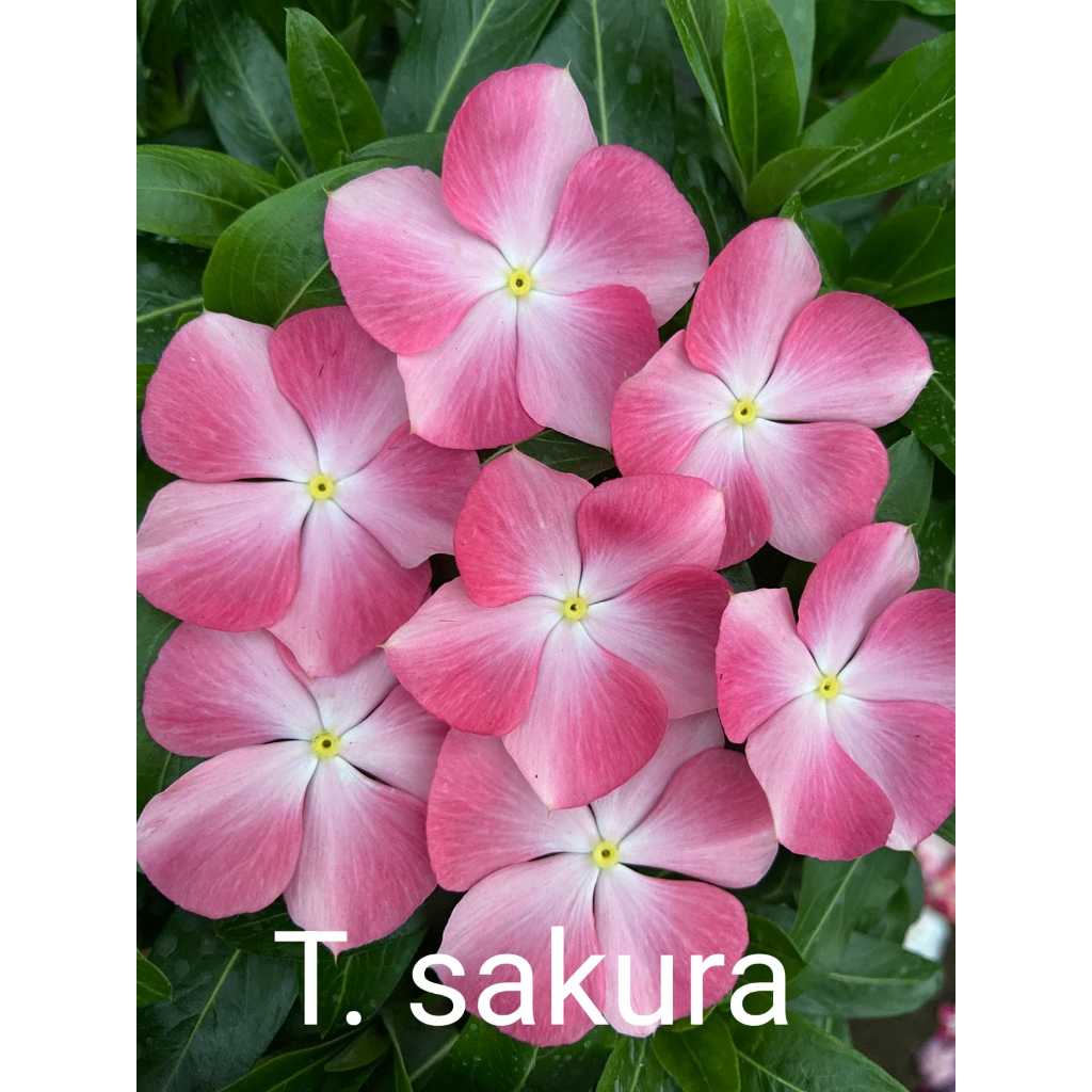 T19 biji benih bunga vinca summer sakura Soft pink sultan jepang fresh seed tapak dara