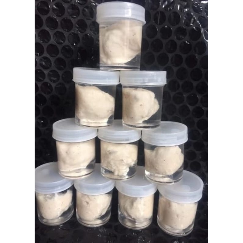 PULUT BURUNG 20 JEBAKAN BURUNG LEM BURUNG GETAH BENDO GETAH KARET JEBAK BURUNG LEM PERANGKAP BURUNG 