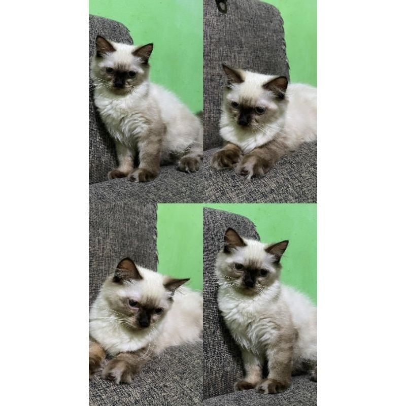 kucing ragdoll nonped
