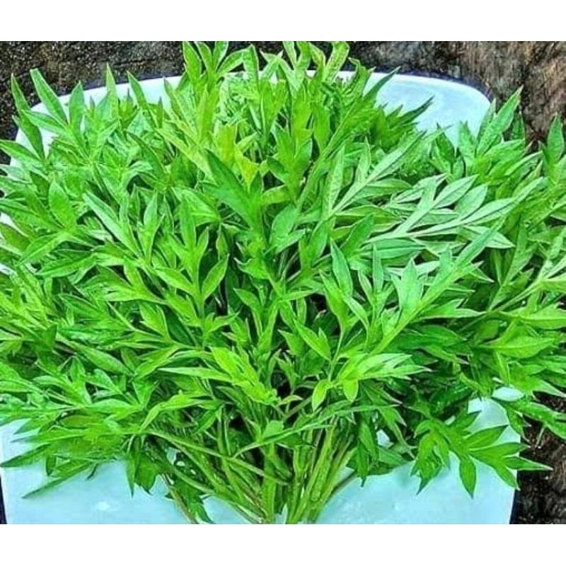 

Daun kenikir atau daun randamidang segar 500 gram