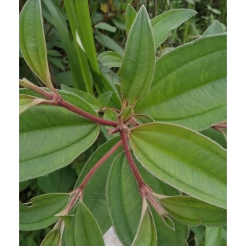 

Daun harendong bokor atau senggani segar 1kg
