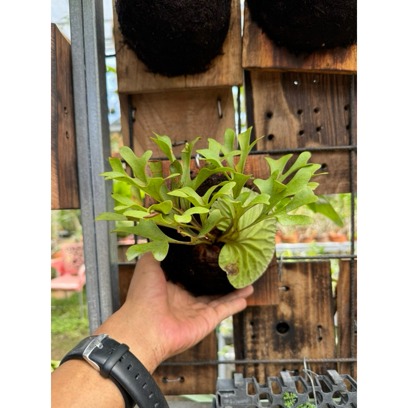 platycerium ridleyii baby rawatan