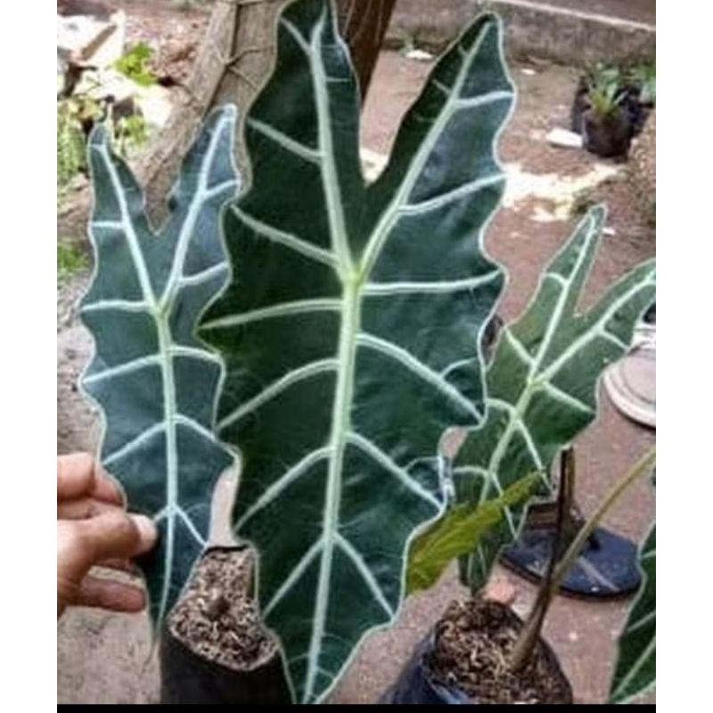 KELADI AMAZON ASLI / BUNGA KELADI AMAZONE / KELADI TENGKORAK / KELADI AMAZON BESAR