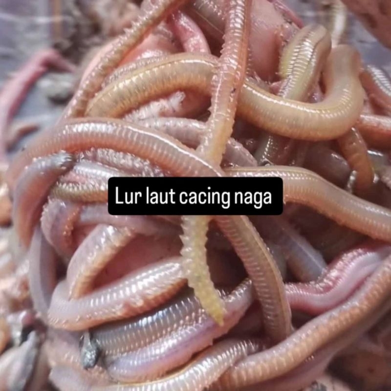 Umpan Galatama Lele Bawal Dan Ikan laut