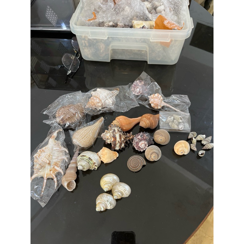 cangkang kelomang besar kecil berbagai varian C