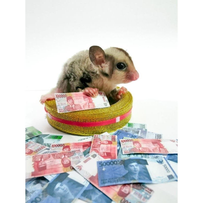 sugar glider JOY, white face SG jantan dan betina