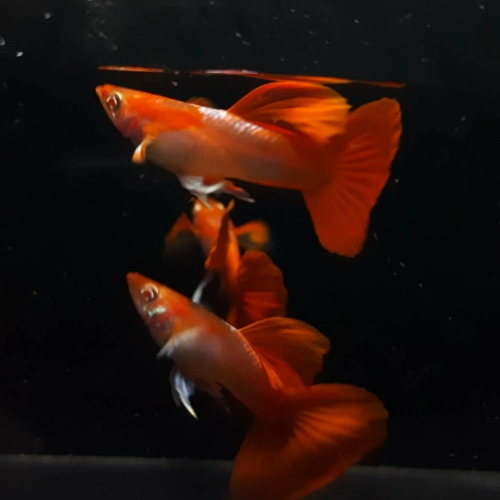 Jual Guppy Albino Tuxedo Red White Ear Ikan Hias Top Grade