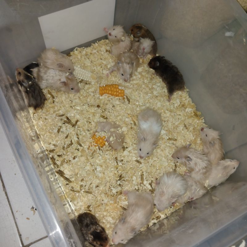 Hamster Syrian Short Hair dan Long Hair