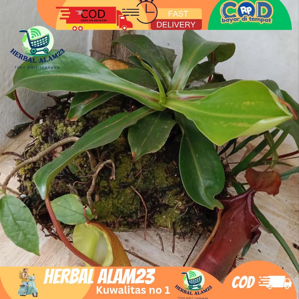 Kantong Semar Tanaman Hias Langka