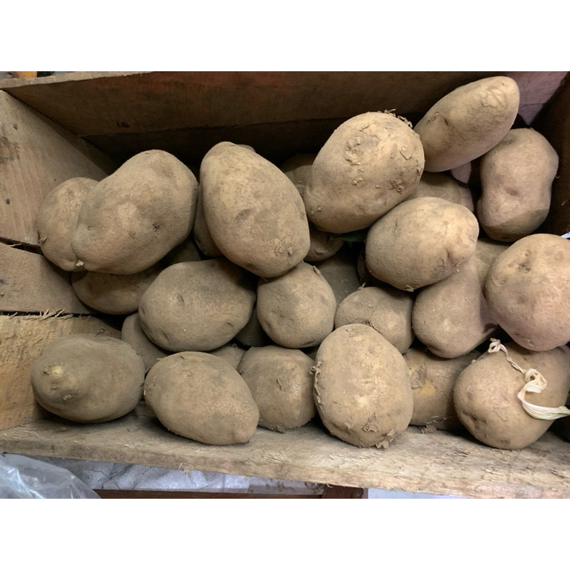 

kentang dieng sedeng besar