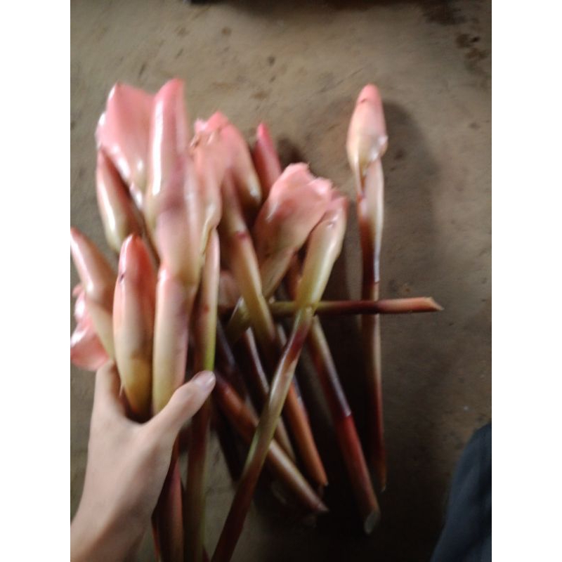 

bunga kecomrang merah sayur beli 5 dapat bonus 1