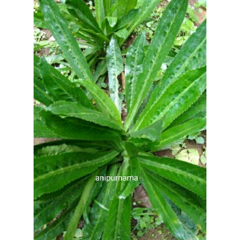 

walangsangit+akar /10 biji