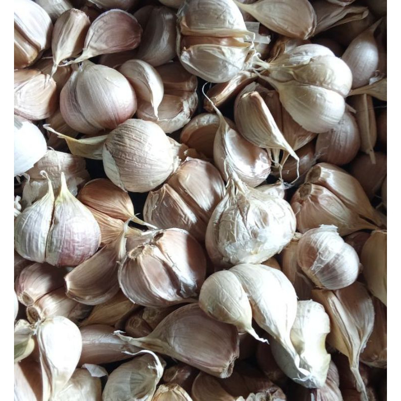 

Bawang Putih Kating