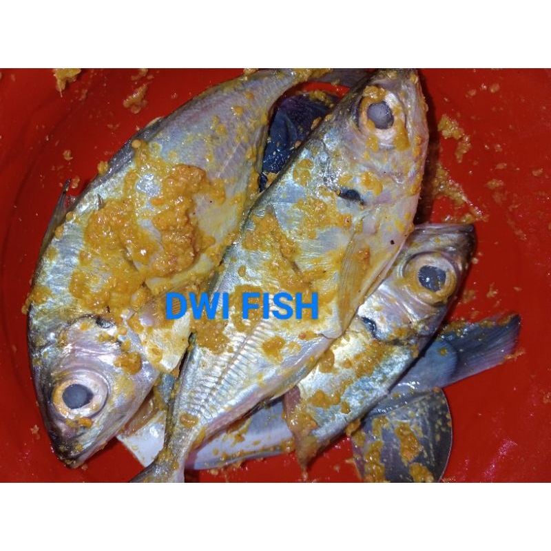 

Lauk Instan Ikan Kembung bumbu kuning 500gr fresh frozen