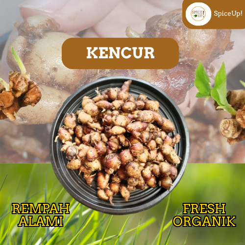 

Kencur Segar Asli – Rempah & Herbal Tradisional 100% Alami