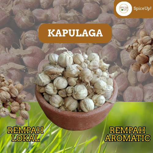 

Kapulaga Kering Asli – Rempah Premium 100% Alami & Wangi Kuat