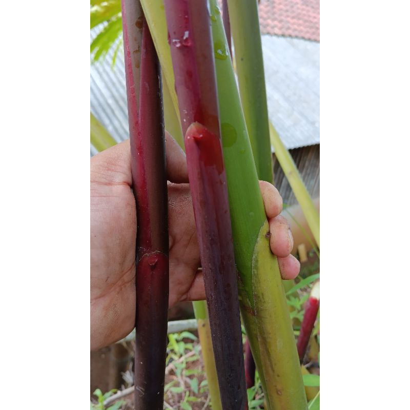 

batang kecombrang utuh 1 kg
