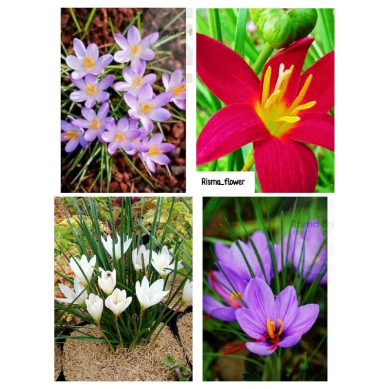 ( PROMO BISA COD )PAKET 4 POHON BUNGA RAIN LILY / PAKET 4 TANAMAN HIAS BUNGA RAIN LILY