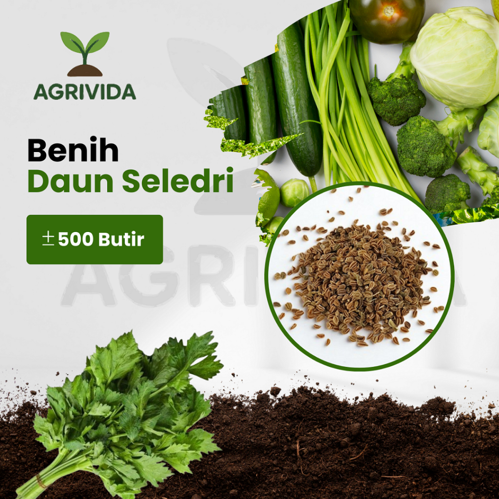 Benih Seledri Siap Tanam 500 Butir
