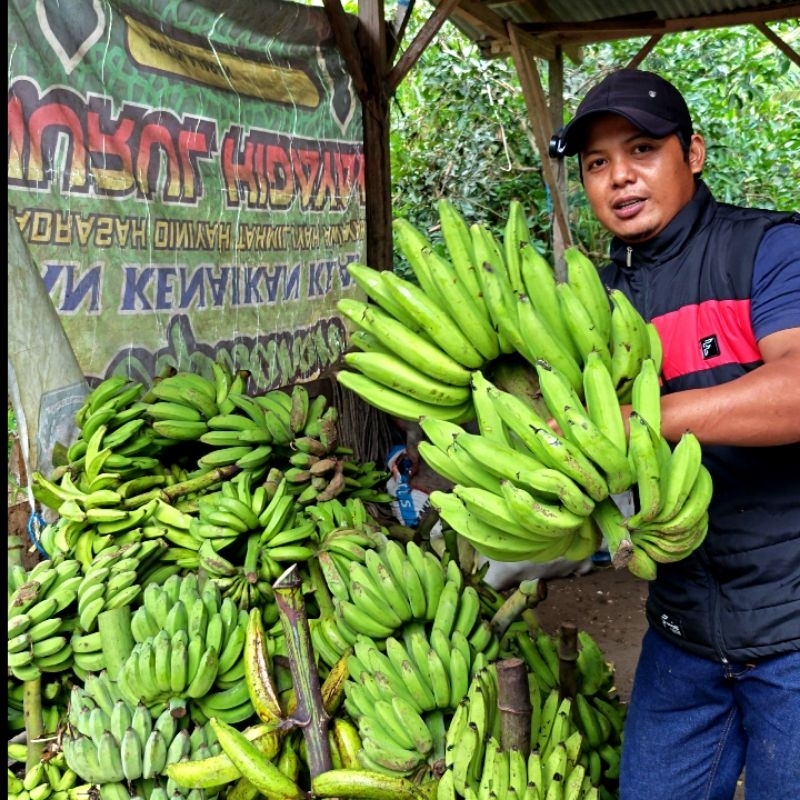 

Pisang RAJA NANGKA FRESH Untuk Berbagai Olahan - Hasil Bumi Cianjur