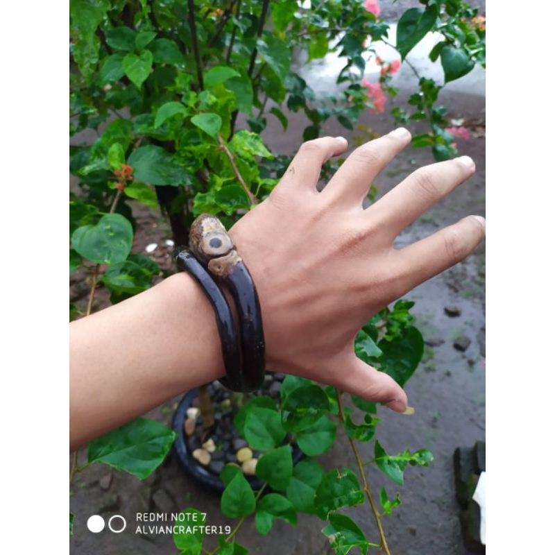 GELANG AKAR BAHAR HITAM BERBATU ALAMI, BERBONGGOL UNIK ORIGINAL GELANG PRIA DAN WANITA ASSESORIES GE