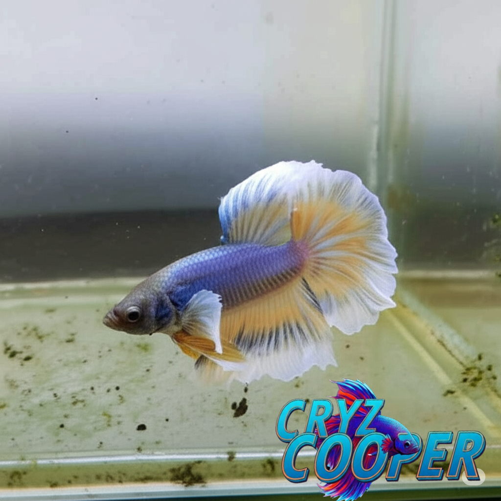 ✨ Ikan Cupang Halfmoon Dumbo Ear - "Pineapple Dream" ✨