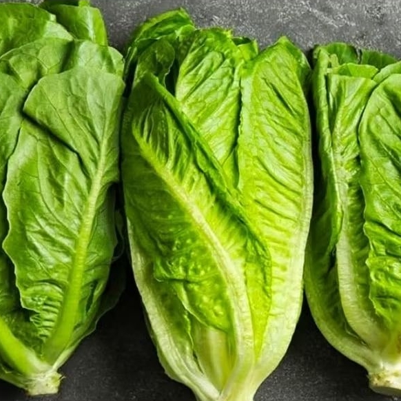

romaine lettuce sayur seger/ selalu fresh 500gr