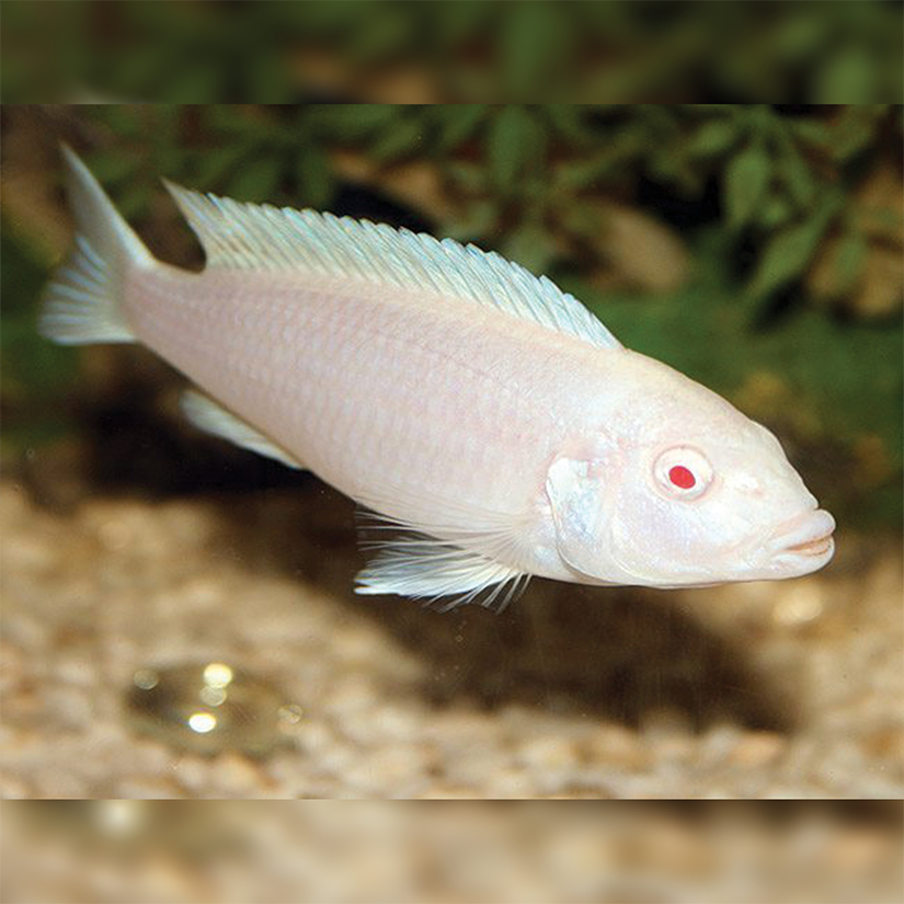 Ikan Hias Cichlid Snow White / Ikan Hias Air Tawar / Malawi Cichlid
