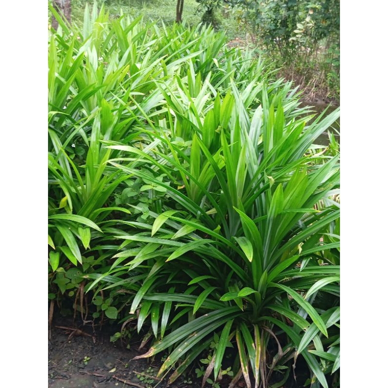 

Daun pandan wangi ukuran panjang 10- 15 lembar