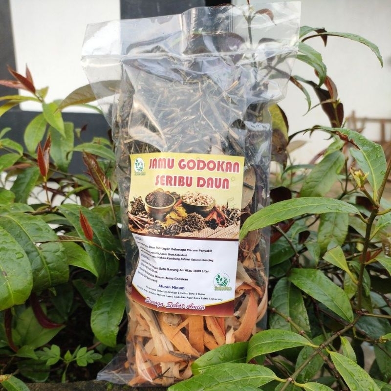 

jamu godok ,ginjal,asam lambung,asam urat,kolestrol,pegal linu