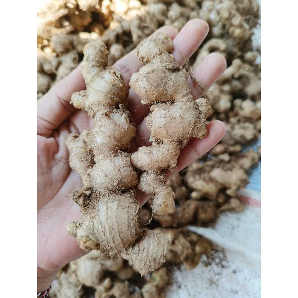 

Jahe Emprit Segar Jahe Jawa Super 1kg/ Empon Empon Jahe Pacitan