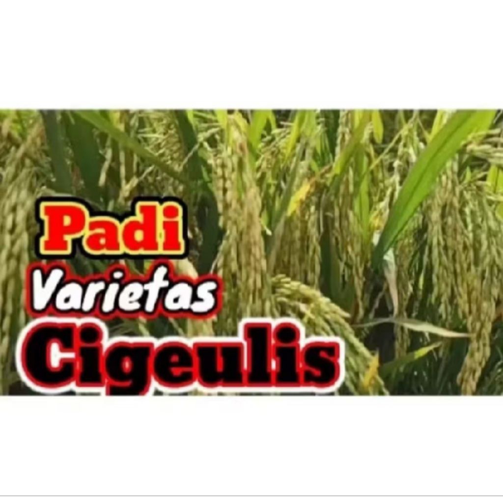 BENIH PADI VARIESTAS CIGEULIS KEMASAN 1KG