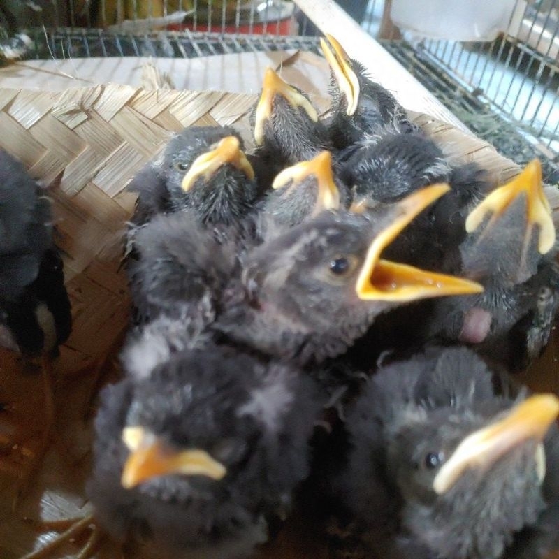 jalak kebo anakan lolohan ( satuan )