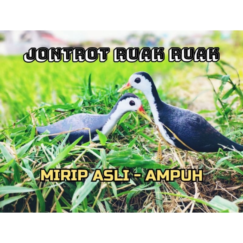 PATUNG JONTROT BURUNG RUAK RUAK - JONTROT BURUNG RUAK RUAK