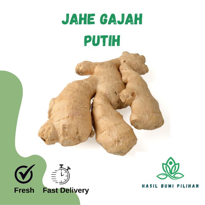

Jahe gajah segar langsung dari kebun | Jahe putih 500gr/1kg