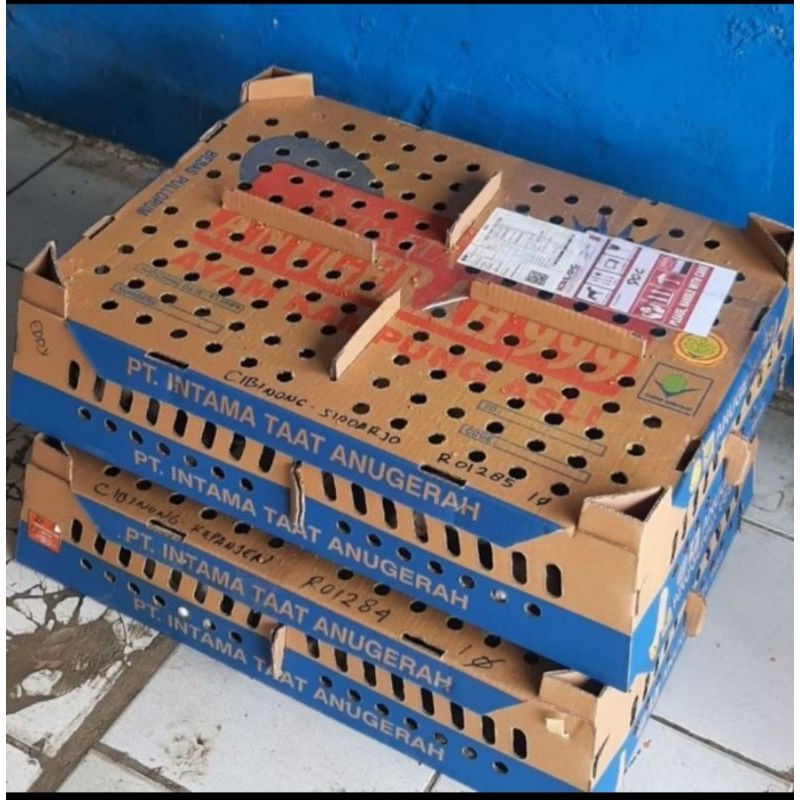 Doc Ayam kampung unggul ( Kub 1 ) Sudah vaksin