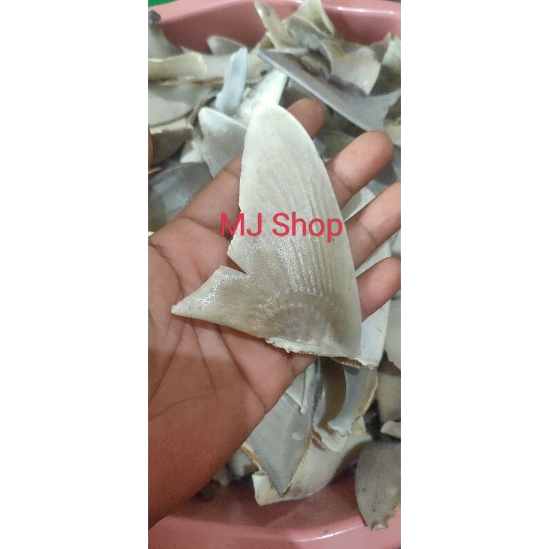 

Termurah sirip Ikan hiu asli untuk sup