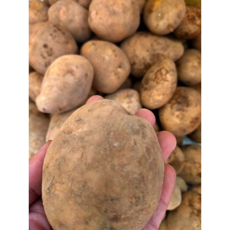 

Kentang hrga per 500gr
