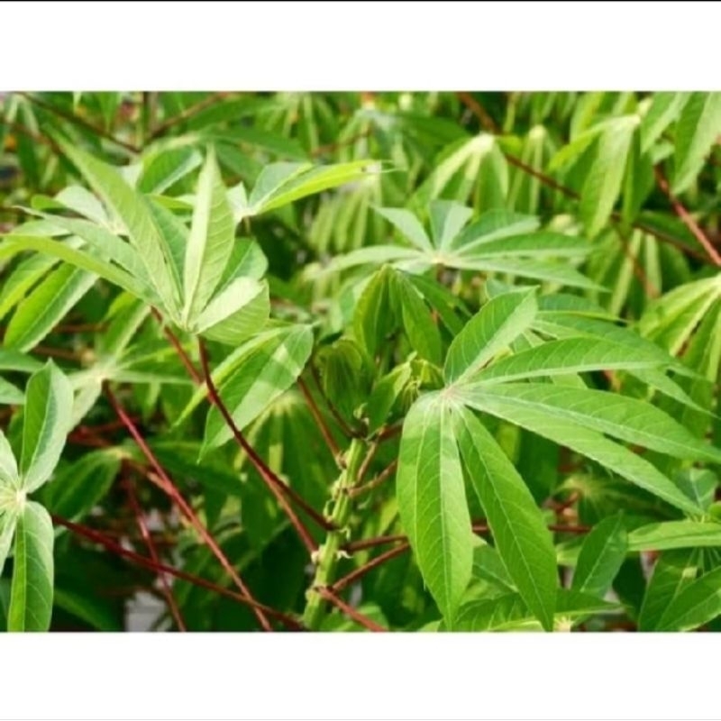 

pucuk daun singkong 250 gram