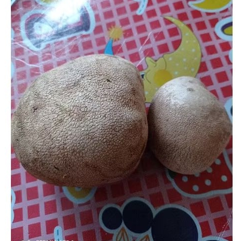 

kentang gantung kentang udara per1kg