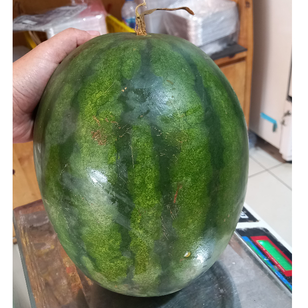 

Semangka Merah | Semangka Belah