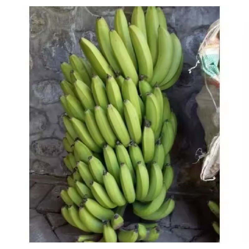 

BIBIT PISANG AMBON WARANGAN UNGGUL TERBAIK