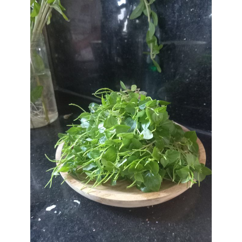 

sirih cina Fresh organik 100 gr