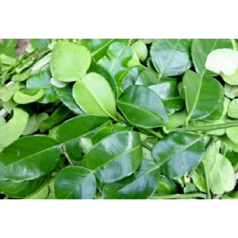 

daun jeruk pecel