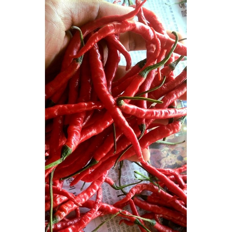

cabe keriting super kemasan 500gram