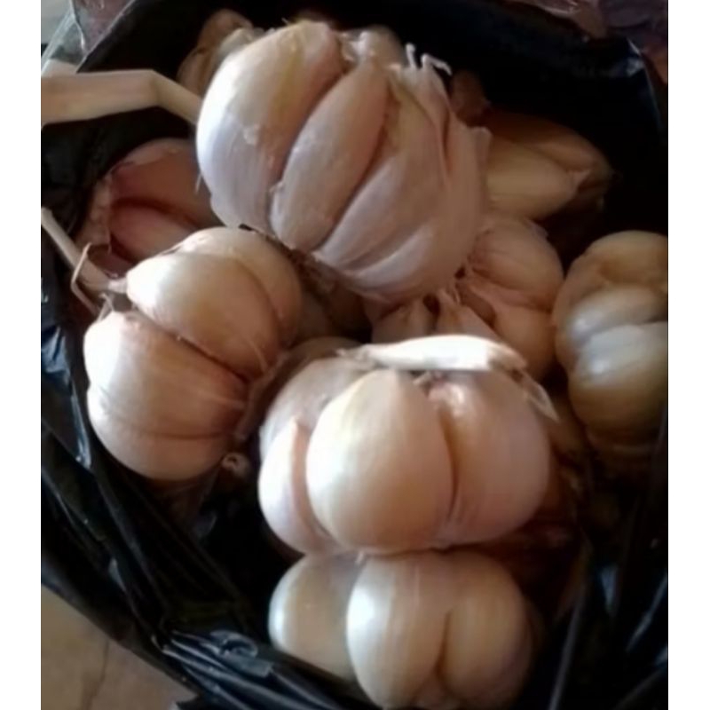 

bawang putih bersih