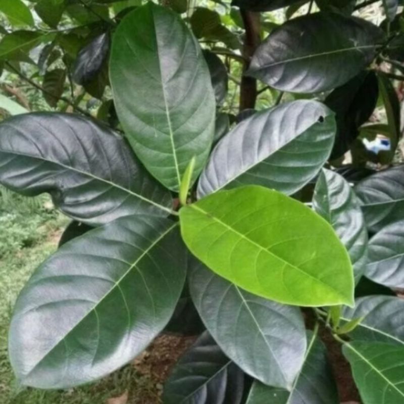 

50 lembar Daun Nangka Segar / Daun Gori