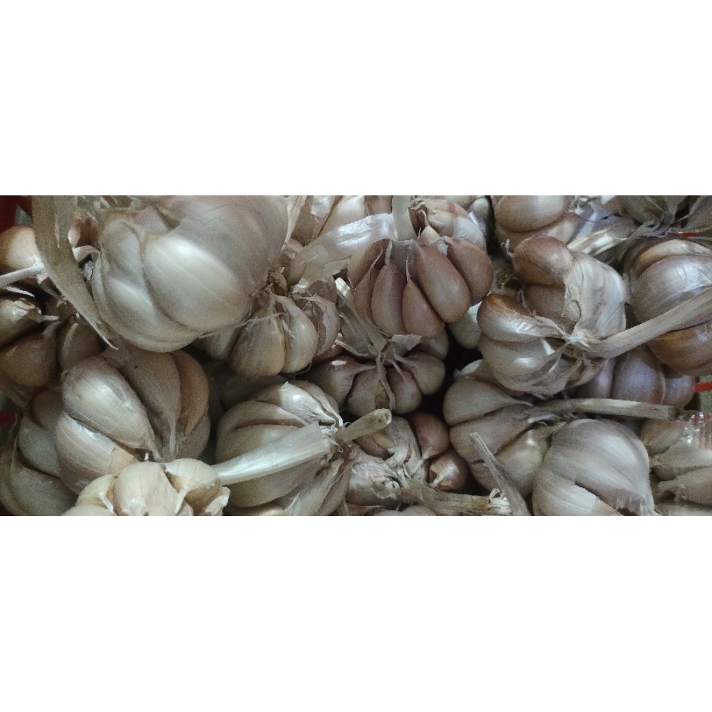 

bawang putih super tua berat bersih 500g bergaransi