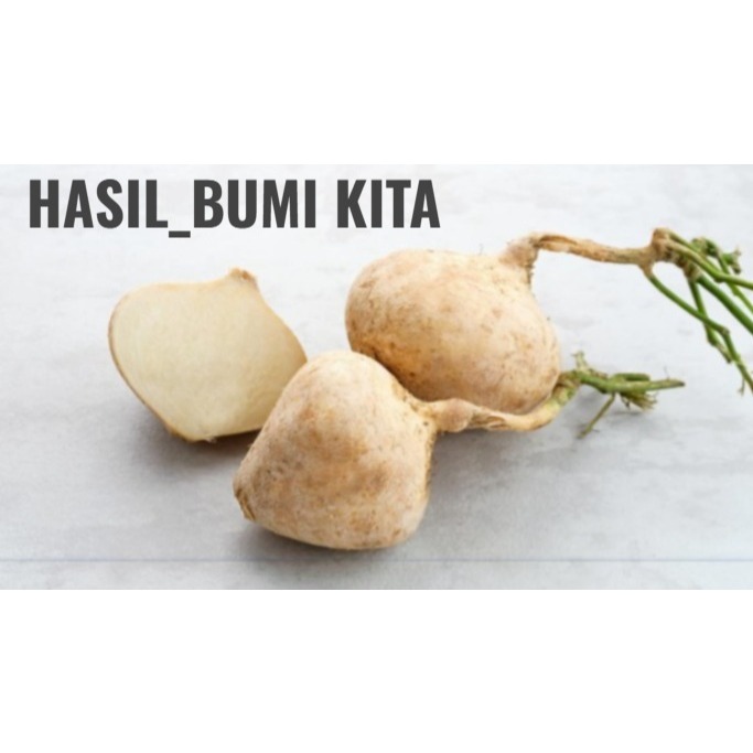 

Bengkuang asli dari kab kebumen 1 kg isi 5 - 6 biji